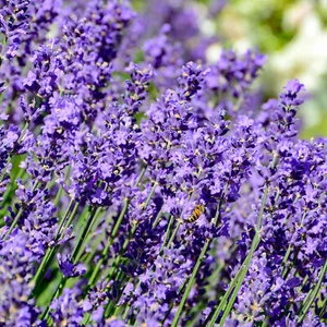 English Lavender - Lavandula Hidcote Herb Lavender Plants Outdoor Garden Ready - Picture 1 of 28