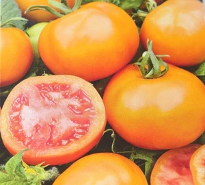 30 Samen Tomate Zlatava Tomaten 80-100g schwer orange Tomaten innen rot - Bild 1 von 7
