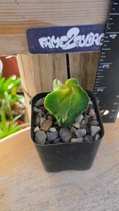 Astrophytum Myriostigma 'fukuryu/ nudum'  VariegatedCactus - Picture 1 of 2