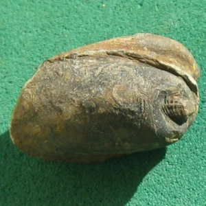Fossil Bivalve Bolivia - Picture 1 of 10