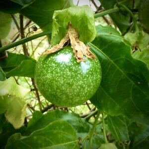 Passion Fruit maracuya (Passiflora edulis) tropical Live fruit plant 12"- 24"