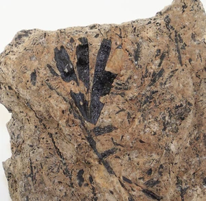 Ginkgo-Blatt, Ginkgoites pluripartitus, Kreide, Berrias, Duingen, BRD -k902 - Picture 1 of 4