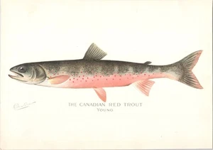 Original c 1900 Antique DENTON Color Fish Print - Canadian Red Trout (Young) - Picture 1 of 1