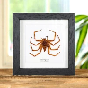 Orange Huntsman Spider In Box Frame (Heteropoda sp) - Picture 1 of 9