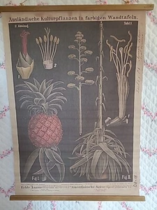Reproduction Botanical Chart From German Original Hermann Zippel & Carl Bollmann - Picture 1 of 10