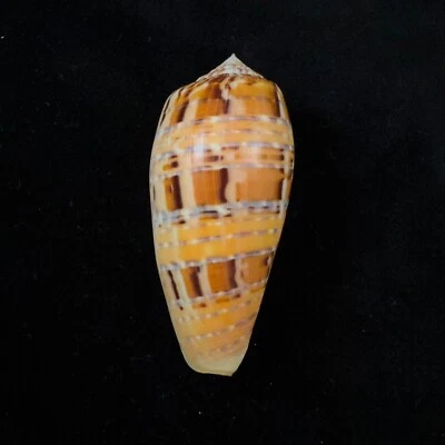 Conus dusaveli, Philippines, 74,1mm, GEM, HIGH QUALITY SPECIMEN! COLORFUL!!! - Image 1 of 4