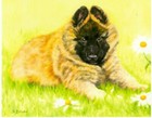 Belgian Shepherd Tervuren Limited Edition Puppy Art Print Where