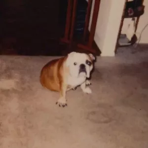Vintage Polaroid foto simpatico cane tappeto bulldog adorabili animali trovati arte istantanea - Foto 1 di 5
