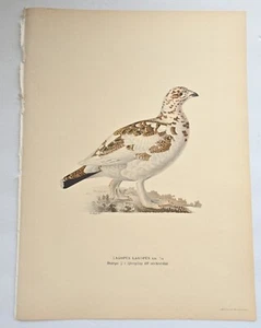 Antique Bird Print - 1920 Scandinavian Chromolithograph-Lagopus-Willow Ptarmigan - Picture 1 of 5