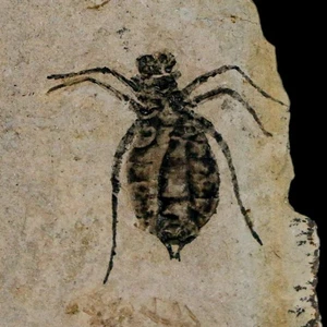 0,7 Zoll Libellenlarven Fossil Libellula Doris Platte oberes Miozän Piemont Italien - Bild 1 von 7