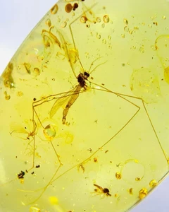 Cretaceous Fossil Burmese amber burmite mosquito insect amber Fossil Myanmar - Picture 1 of 3