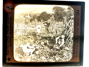 HAL'OWE'EN JACK-o-LANTERNS P37 Halloween GLASS SLIDE Photo NEGATIVE - Picture 1 of 1
