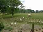 Photo 6X4 Ewe And Lambs Cowden/Tq4640 The Post And Rail Fences Dividing  C2011