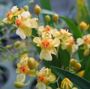 In Spike!! - Oncidium Gold Dust Orchid Plant in 2.5" Pot - Picture 1 of 14
