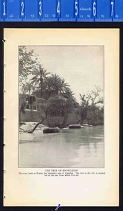 TREE OF KNOWLEDGE Kurna River Bank, Adam & Eve, Eden - 1925 Page of History - Picture 1 of 1