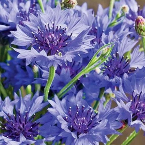 5 X Cornflower Flower Plug Plants. 'Blue Diadem'. - Picture 1 of 3