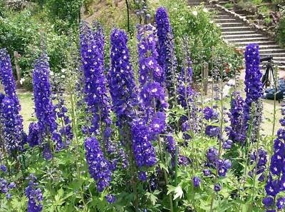 SEEDVILLE USA 500 Purple ROCKET LARKSPUR DELPHINIUM Ajacis Consolida Flower Seeds