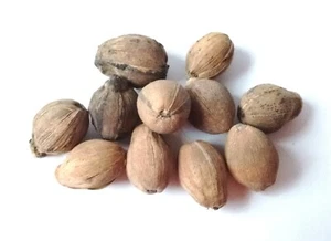 11 Piece + 1 Free Laghu Naariyal 100% Real Nariyal Coconut to Increase Business - Imagen 1 de 1