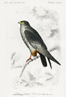 Rotfußfalke (Falco Rufipes) - 1849 - Vogel Illustration Poster