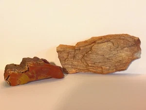 Beautiful petrified wood specimens - Lot of 2 - with bark - deep color - Picture 1 of 12