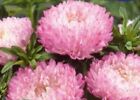 70x Aster Garden Jewel Rose Sommeraster Garten Pflanzen - Samen K322