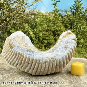 Rastellum fossil oyster – ‘fossil alien’ bivalve – cretaceous period – - Picture 1 of 1