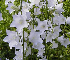 BELLFLOWER WILLOW PIRSICH BLATT WEISS Campanula Persicifolia - 500 Samen in loser Schüttung - Bild 1 von 1