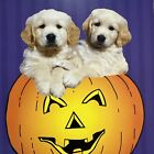 Vtg Unused Halloween Card With Env Pumpkin Golden Retriever Puppies Lab