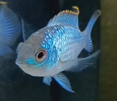 Electric Blue Acara, Young Cichlid, Andinoacara pulcher @2"+ Homebred FALL SALE! - Image 1 of 4