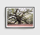 Angel Oak Tree Print, Garden Wall Art, Oak Tree Framed Nature Wall Art, Natural
