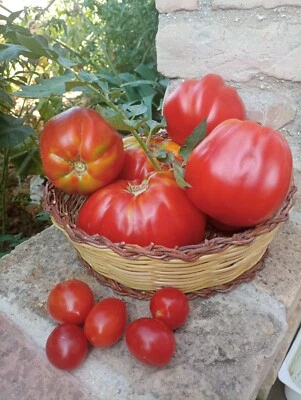 CESTINO in vimini naturale | artigianale, fatto a mano | 22 cm - Immagine 1 di 3