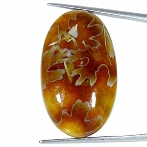 27.40Cts Natural Ammonite Oval Cabochon Loose Gemstone - Picture 1 of 5