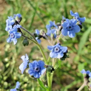 20,000 Cynoglossum amabile Seeds "CHINESE FORGET ME NOT" Bulk Annual Wildflower - Picture 1 of 3