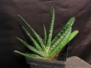 Large Gasteria Disticha South African Succulent Plant Offsetting - Picture 1 of 3