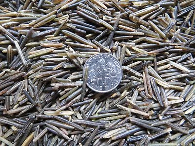 5 lb. Wild Rice Minnesota Hand Harvested, Wood Fire Parched, Long Grain - Image 1 of 4