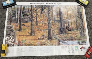 Southern Illinois Oak-Hickory Forest Poster 23”x34” IL DNR US Army Corps 1990s - Picture 1 of 10