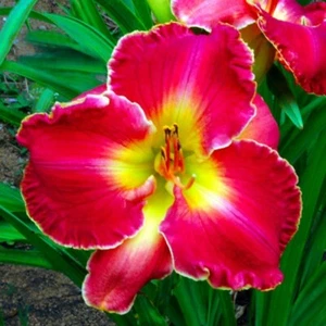 Wish Fulfillment Daylilies 2 fans Return and multiply yearly World's Finest - Picture 1 of 1
