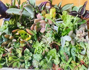 SUCCULENTS Cuttings Pack Hearts Senecio Pachy Tradescantia Sedum Collectors 2 - Picture 1 of 5