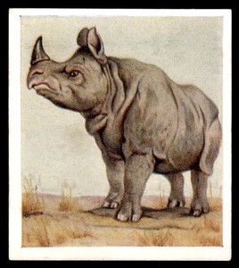 Godfrey Phillips Animal Studies 1936 - Indian Rhinoceros No. 2