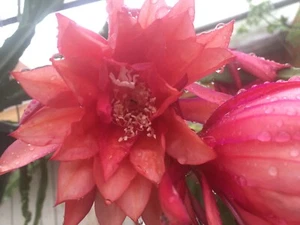 Epiphyllum 'Three Orange' Fully-Rooted Starter Pot - Picture 1 of 12