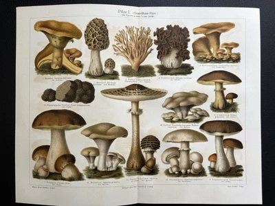 Originalgrafik Flora: Pilze Mushrooms Chromolithographie um 1900 essbar - Bild 1 von 4