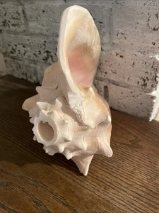Muschelschalenhorn - 8”x7” - große blasende Muschel - Bild 1 von 6
