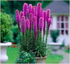 Purple Blazing Star - 10 Fresh Bulbs - Liatris Spicata Flower Bulb - Perennial G - Picture 1 of 12