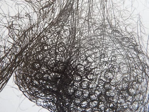Original Pen & Ink Anatomy Drawing of Male Phallus Art Penis Illustration NSFW - Picture 1 of 12