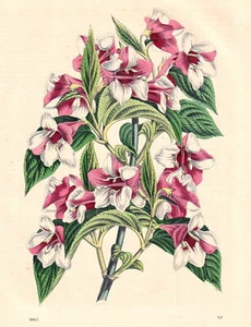 Wigelia amabilis Van Houttei. Litografía coloreada antigua de 1862 - Imagen 1 de 1