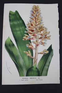 Antique Botanical, Van Houtte, c.1850, Single page, Aechmen Coelestis - Picture 1 of 1