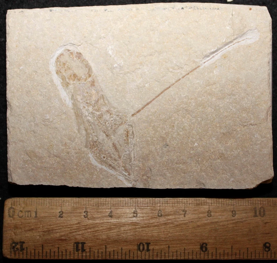 Pseudostacus 29 - Homarus Lobster - Cretaceous Fossils directly from Lebanon - Image 1 of 1