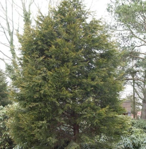 Gelbe Leyland Zypresse Castlewellan Gold 100-125cm - Cupressocyparis leylandii - Bild 1 von 1