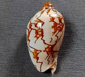 Cymbiola nobilis 74.5 mm F+++/GEM ,nice  pattern  collection WOW!!!! - Picture 1 of 9