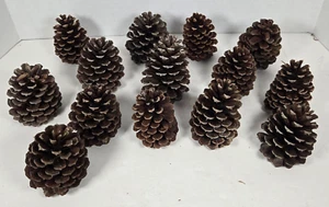 14 LARGE fresh Pine Cones roughly 4 inches in size perfect for crafts - Picture 1 of 5